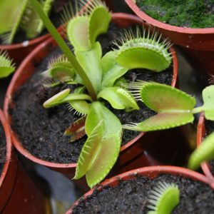 Venus Flytraps