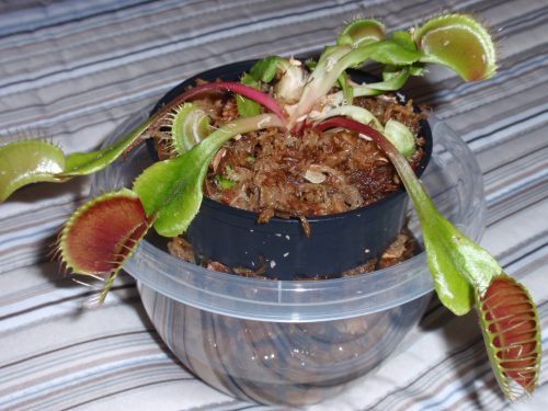 Large Adult Plant: Giant Venus Flytrap "B52" Dionaea Muscipula Cultivar photo review