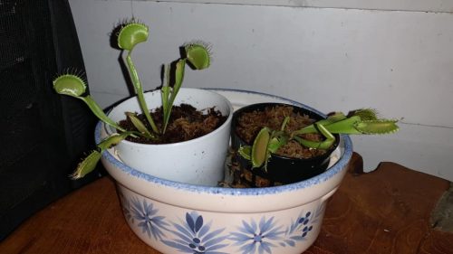 Large Adult Plant: Giant Venus Flytrap "B52" Dionaea Muscipula Cultivar photo review