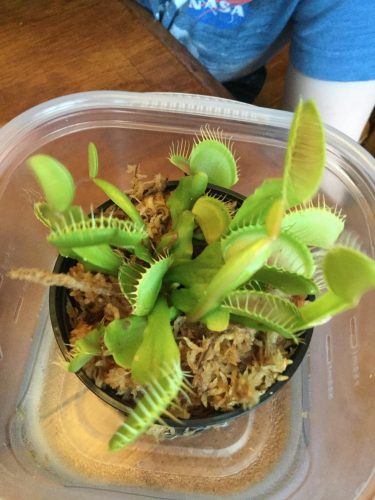 Large Adult Plant: Giant Venus Flytrap "B52" Dionaea Muscipula Cultivar photo review