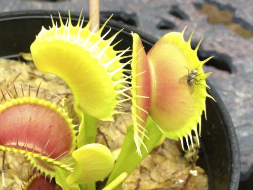 Large Adult Plant: Giant Venus Flytrap "B52" Dionaea Muscipula Cultivar photo review