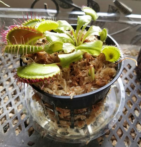 Large Adult Plant: Giant Venus Flytrap "B52" Dionaea Muscipula Cultivar photo review