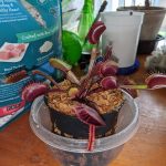 Large Adult Plant: Red Dragon Venus Flytrap “Akai Ryu” Dionaea Muscipula Cultivar photo review