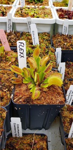 Adult Plant: Giant Venus Flytrap “Flexx” Dionaea Muscipula Cultivar photo review