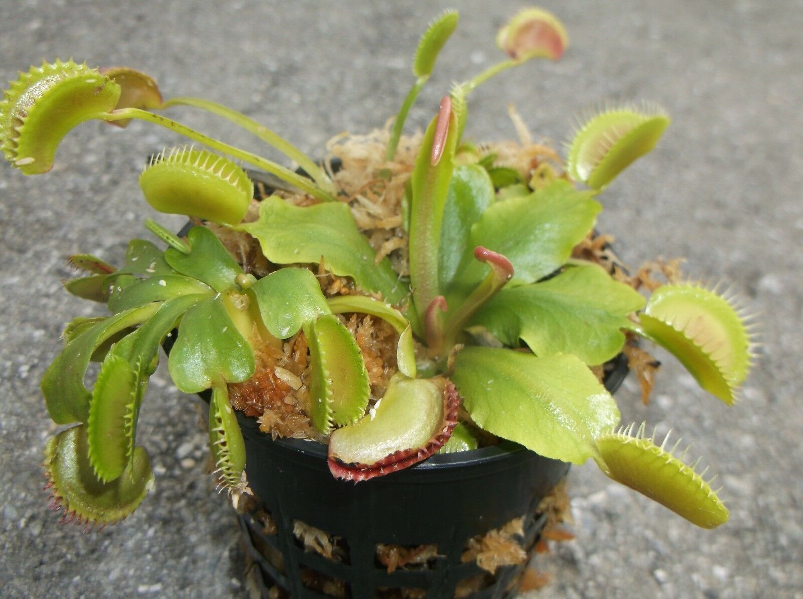 3x Well-Started Plants: Classic Venus Flytrap Dionaea Muscipula ...