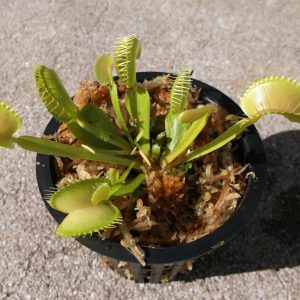 1x Adult Plant: Giant Venus Flytrap "B52" Dionaea Muscipula Cultivar ...