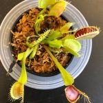 Large Adult Plant: Giant Venus Flytrap "B52" Dionaea Muscipula Cultivar photo review