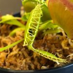 Large Adult Plant: Giant Venus Flytrap "B52" Dionaea Muscipula Cultivar photo review