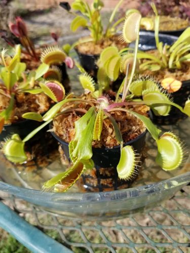 Adult Plant: Giant Venus Flytrap “Flexx” Dionaea Muscipula Cultivar photo review