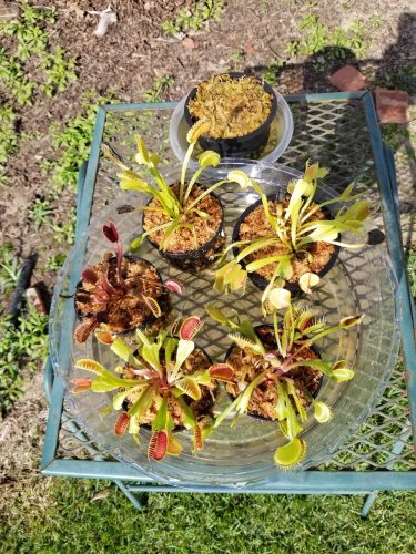 Large Adult Plant: Red Dragon Venus Flytrap “Akai Ryu” Dionaea Muscipula Cultivar photo review