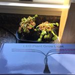 Large Adult Plant: Giant Venus Flytrap "B52" Dionaea Muscipula Cultivar photo review