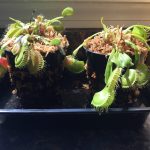 Large Adult Plant: Giant Venus Flytrap "B52" Dionaea Muscipula Cultivar photo review